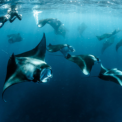 Manta Point Komodo
