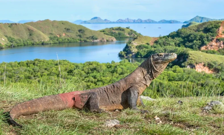 Wisata Pulau RInca