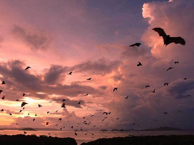 Pulau Kalong