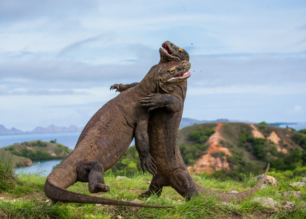 Pulau Komodo Berada di Provinsi Mana