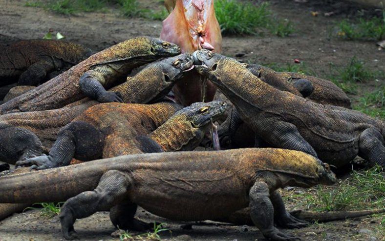 Peran Taman Nasional Komodo