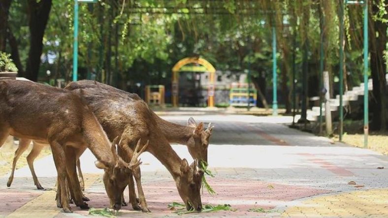 Panduan Wisata Budaya di Solo: Keraton, Museum, dan Festival Lokal